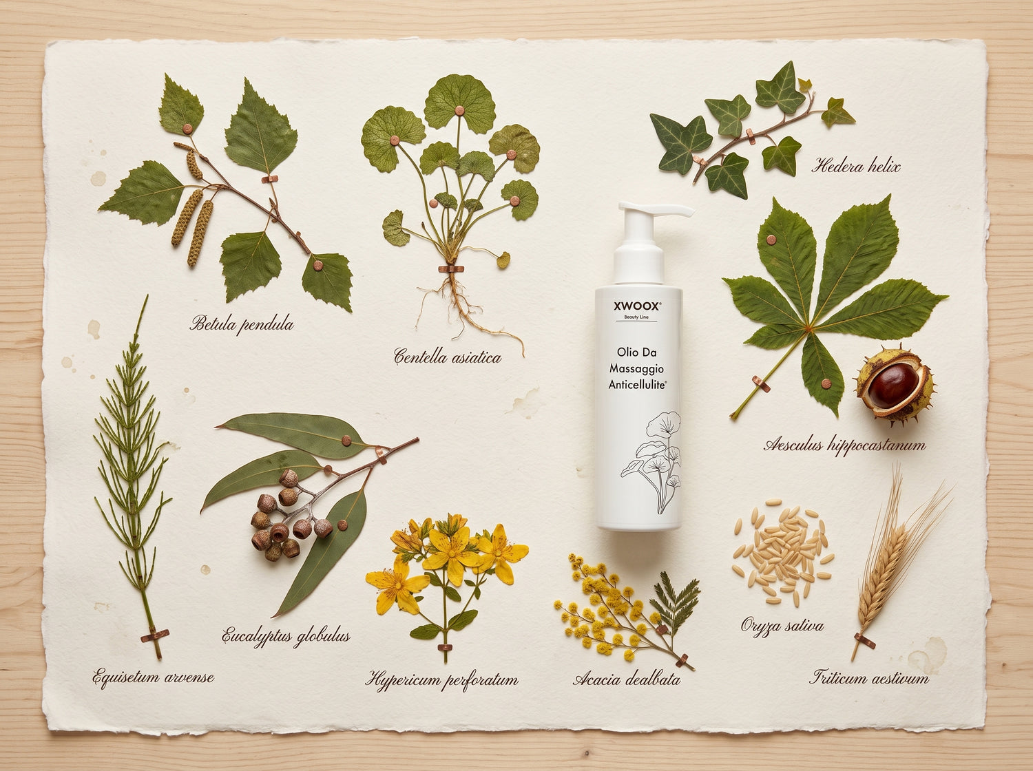 Erbario dei 9 attivi botanici dell'Olio Anticellulite XWOOX: betulla, centella, edera, ippocastano, olio di riso, mimosa, iperico, eucalipto ed equiseto